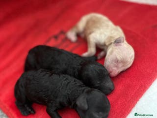 Miniature Poodle dogs Beautiful Miniature Poodles - Advert 4