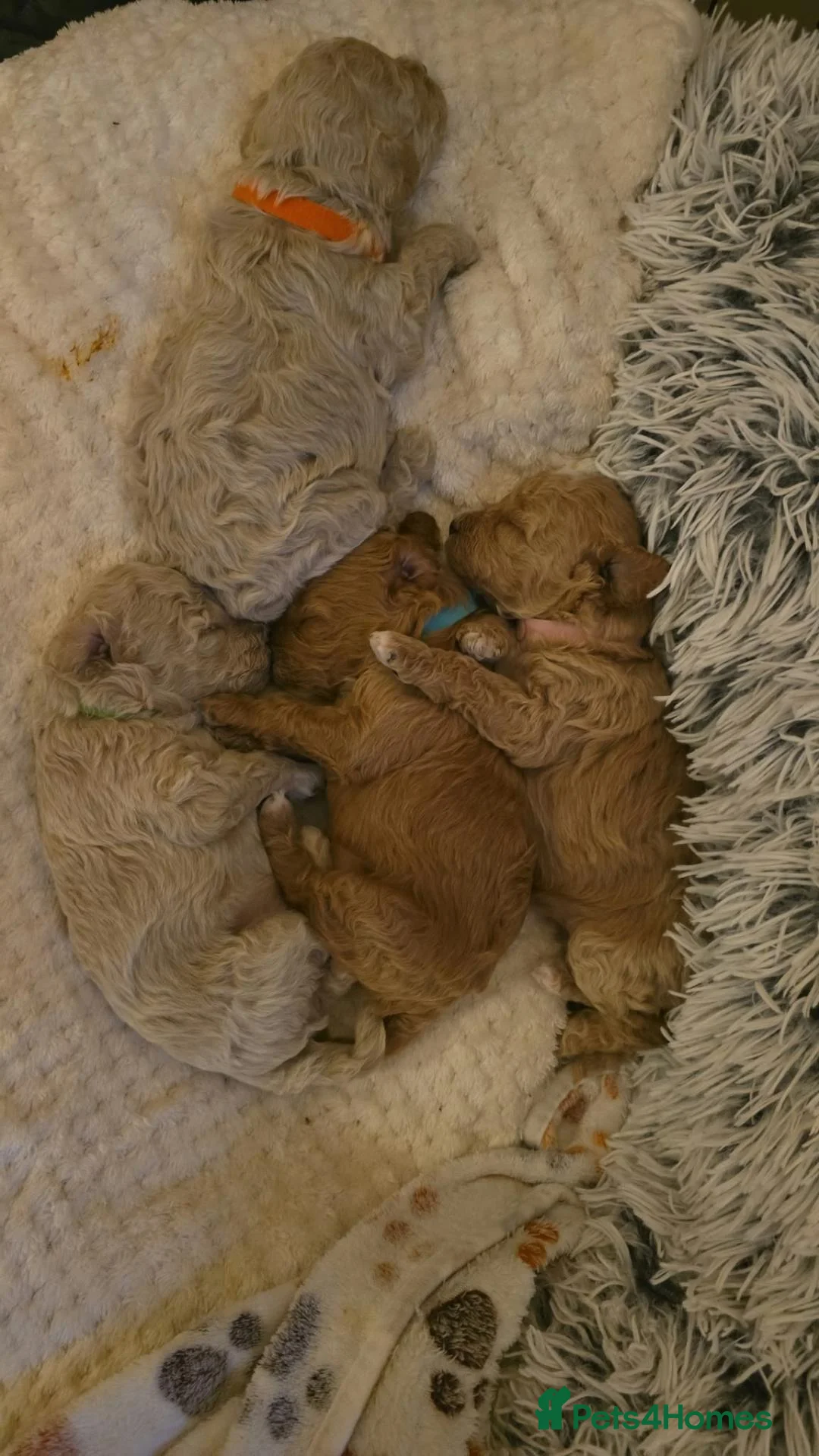 Cavapoo dogs for sale: Beautiful cavapoo pups  - Advert 1