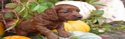 Cockapoo dogs for sale: Stunning F2 Cockapoos - Advert 6