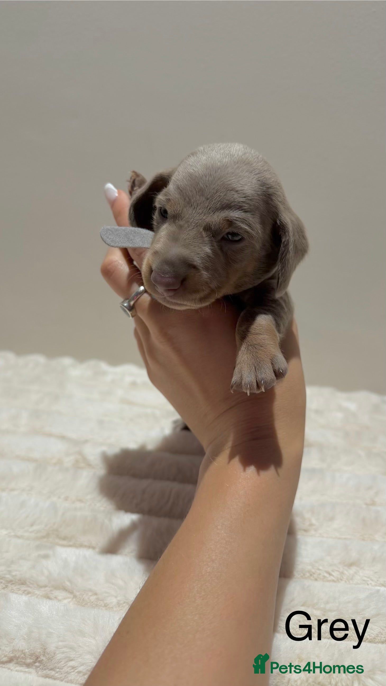 Miniature Dachshund dogs for sale: 🐾 Miniature Dachshund Puppies For Sale 🐾  - Advert 22