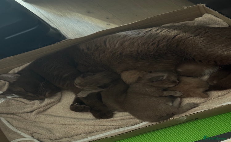 British Shorthair cats - Advert 7