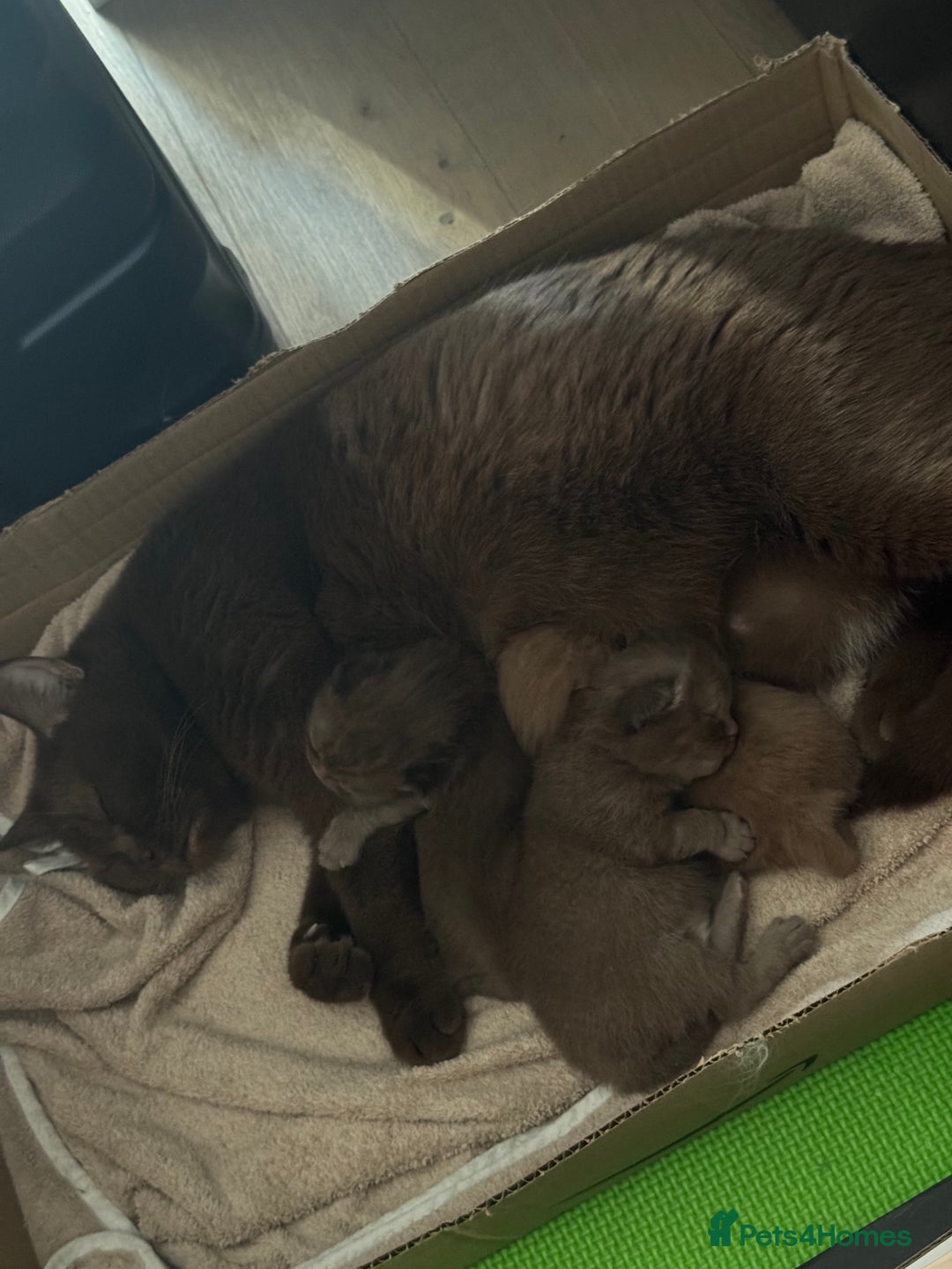 British Shorthair cats for sale: Chocolate British Shorthair Kittens - Image 1