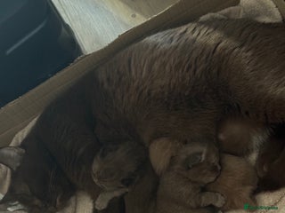 British Shorthair cats - Advert 4