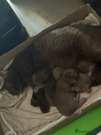 British Shorthair cats - Advert 2