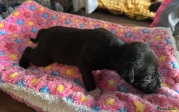 Staffordshire Bull Terrier dogs for sale: Staffordshire bull terrier  - Image 5