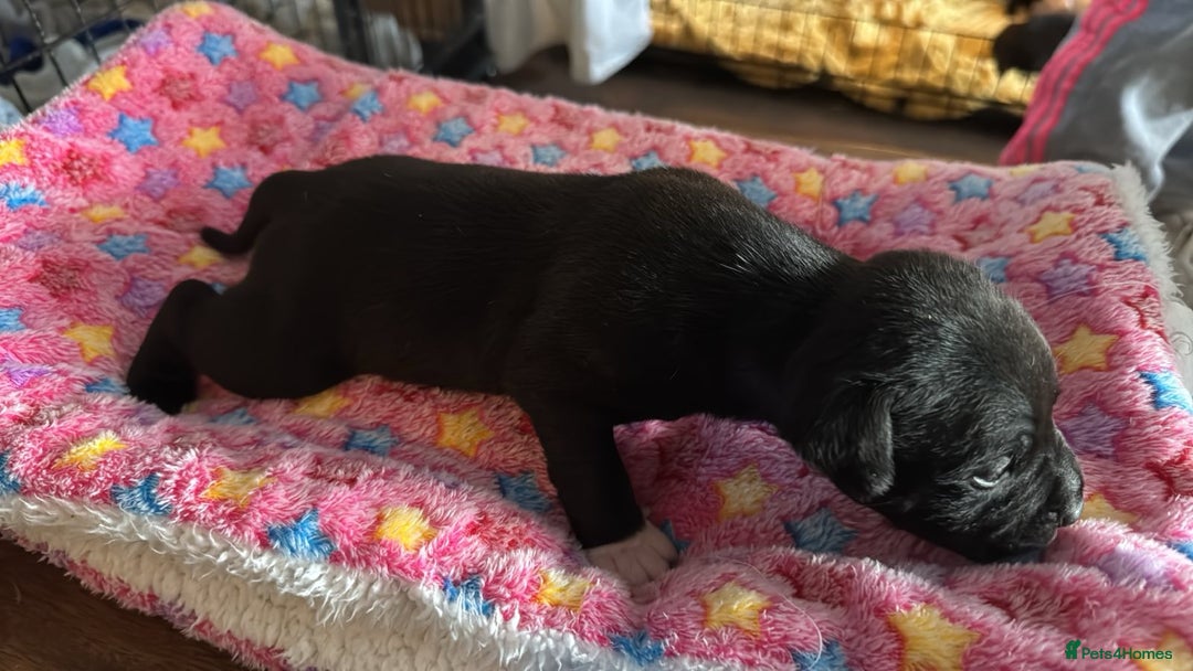Staffordshire Bull Terrier dogs for sale: Staffordshire bull terrier  - Image 5
