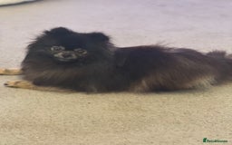 Pomeranian dogs for sale: KC, miniature Pomeranian - Image 3