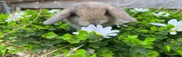 Mini Lop rabbits for sale: Gorgeous Mini lops  - Advert 3