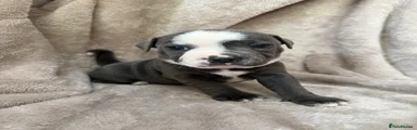 Staffordshire Bull Terrier Puppy 2