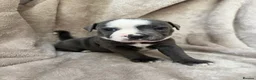 Staffordshire Bull Terrier dogs for sale: KC Registered Staffordshire Bull Terrier Puppies - Advert 35