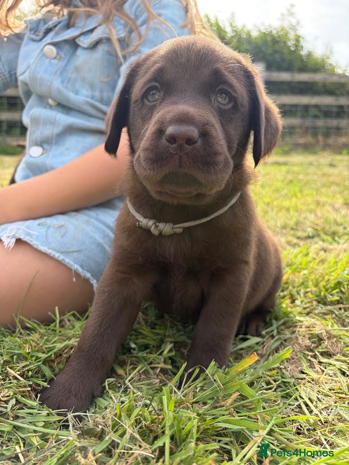 Labrador Retriever dogs Chocolate Labs Extenively health Tested  - Advert 1