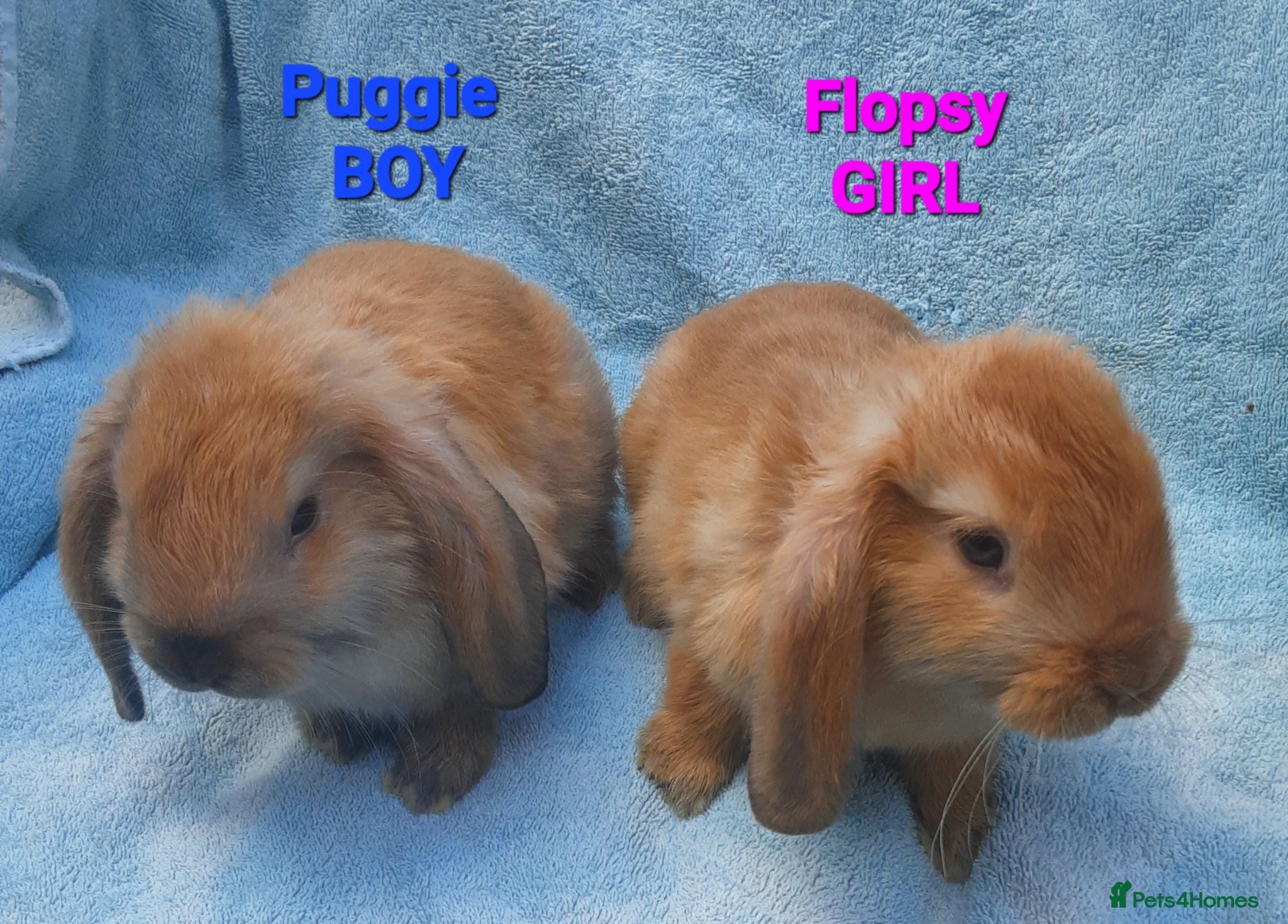 Mini Lop rabbits 2 LEFT - 5 Beautiful Baby Mini Lops - Advert 13