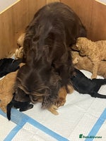Cockapoo dogs - Advert 13