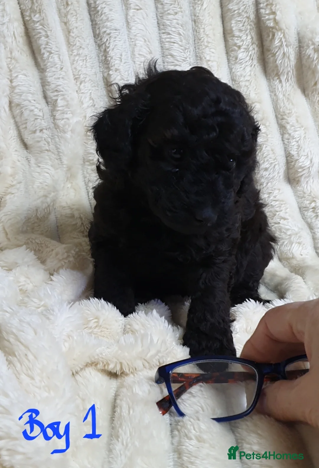 Toy Poodle dogs for sale: Tiny Toy Poodle puppies ready to leave 1st March - Advert 15