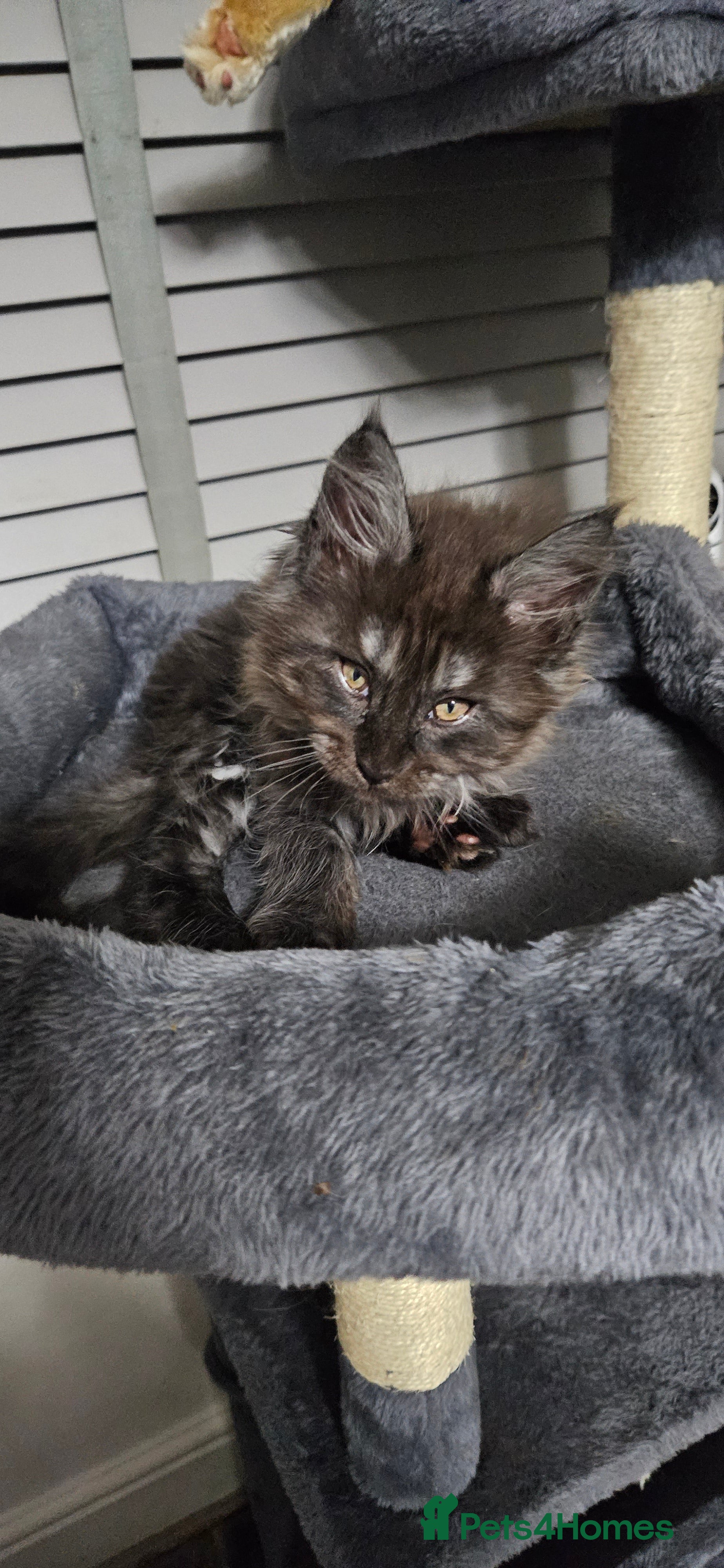 Maine Coon cats Beautiful outstanding tica registered maine coons  - Advert 2