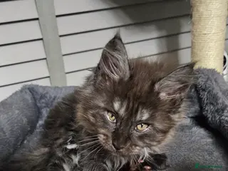 Maine Coon cats Beautiful outstanding tica registered maine coons - Advert 2