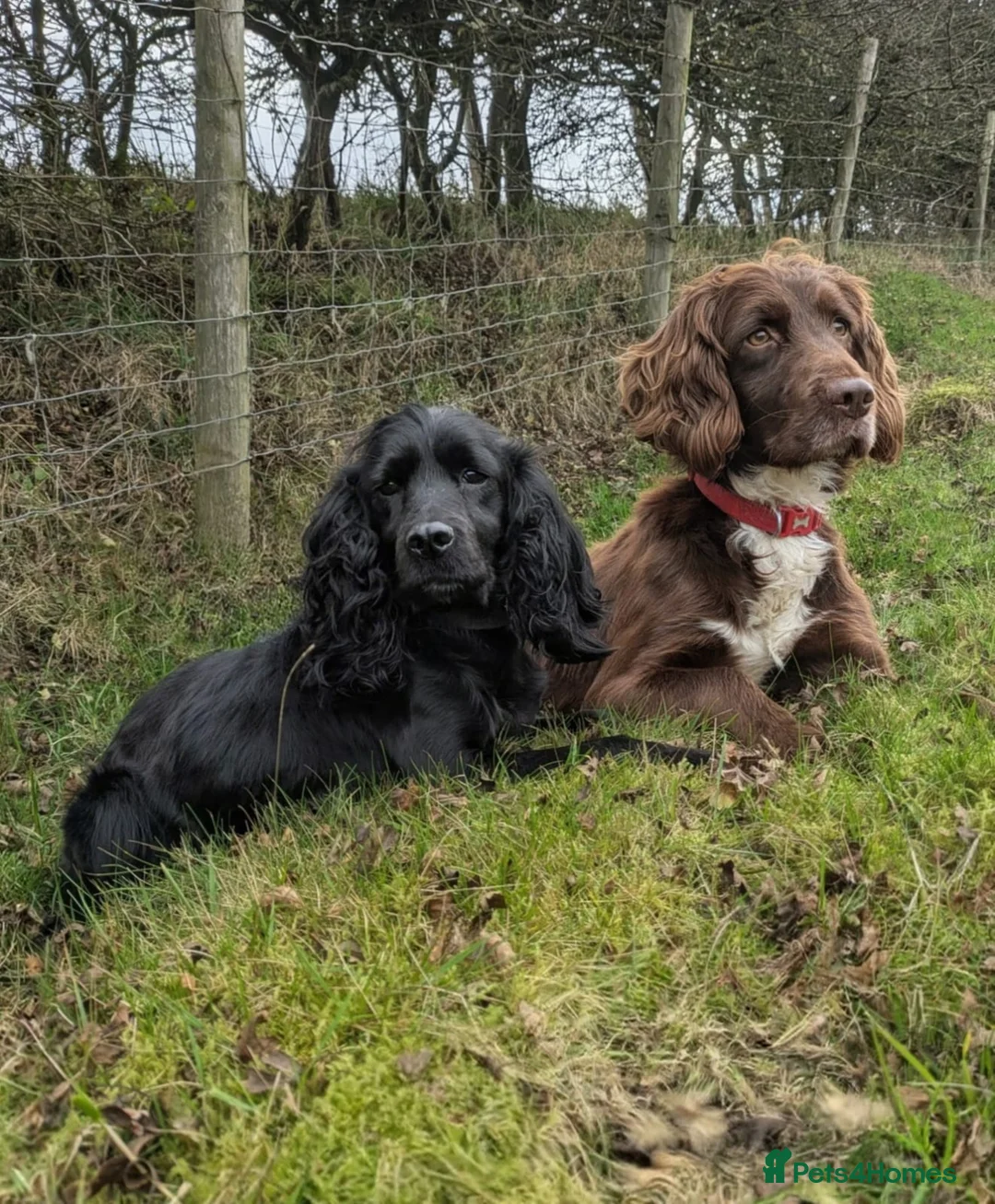 Sprocker dogs for sale: Gorgeous sprockers - Advert 1