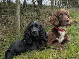 Sprocker dogs Gorgeous sprockers - Advert 1
