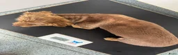 Mixed Breed dogs for adoption: MICA - a tiny survivor looking for a Loving Home - Advert 10