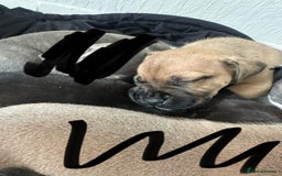 Mixed Breed dogs for sale: American bull staff puppies  - Image 27
