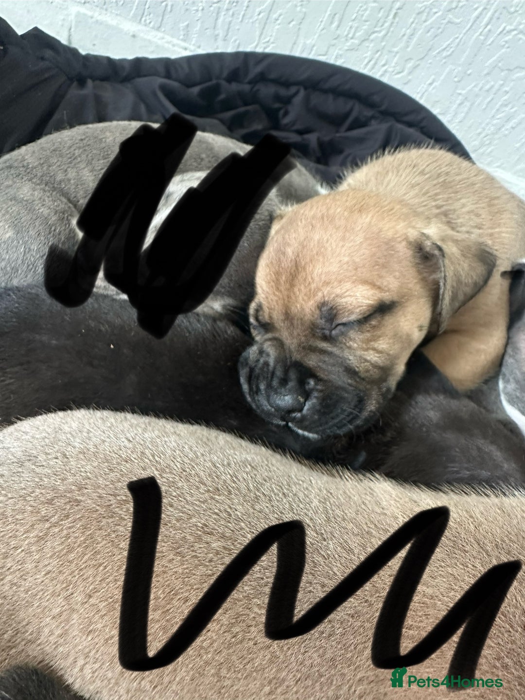 Mixed Breed dogs for sale: American bull staff puppies  - Image 27