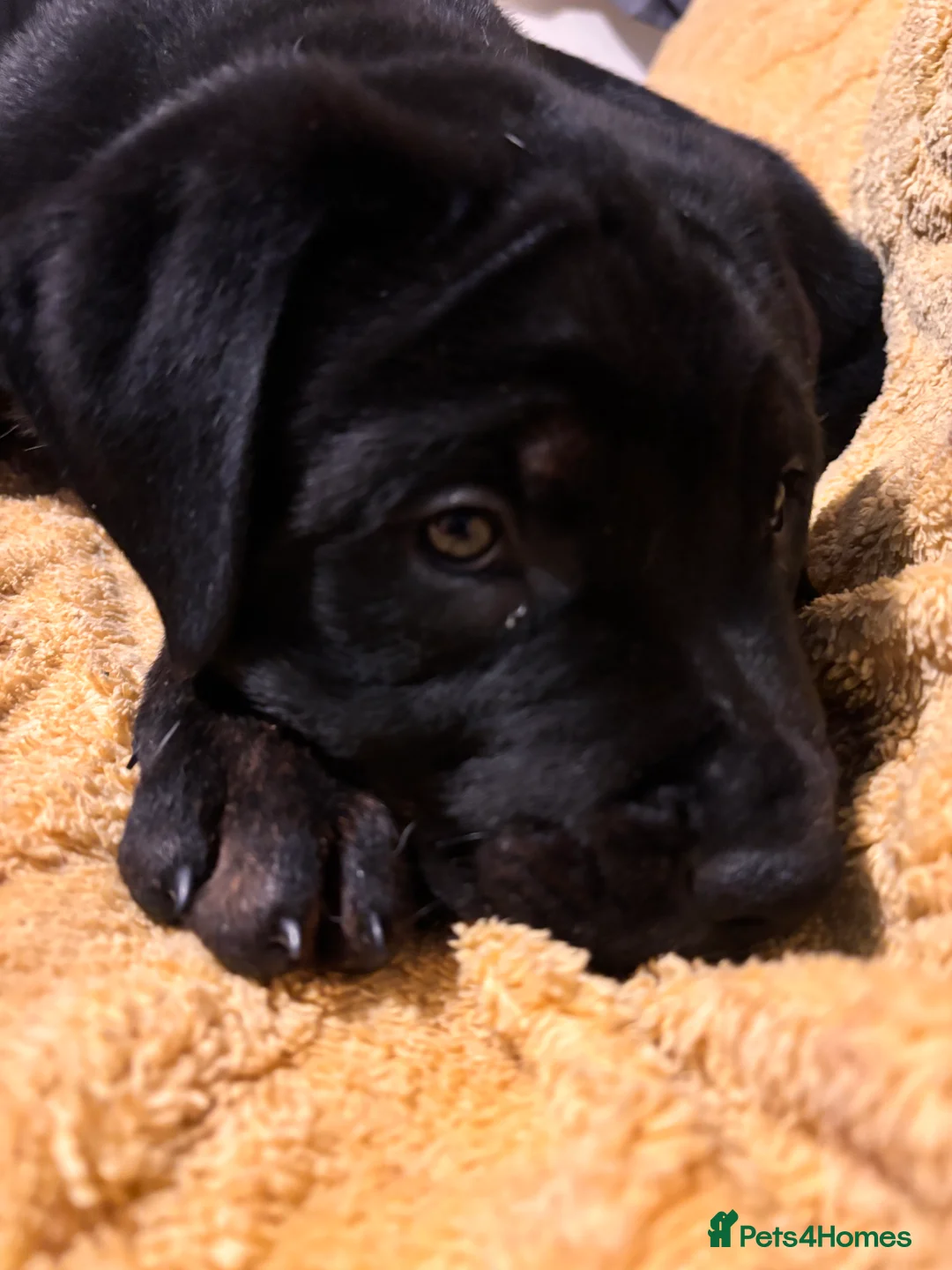 Mixed Breed dogs for sale: Rottweiler cross mixed breed - Advert 8