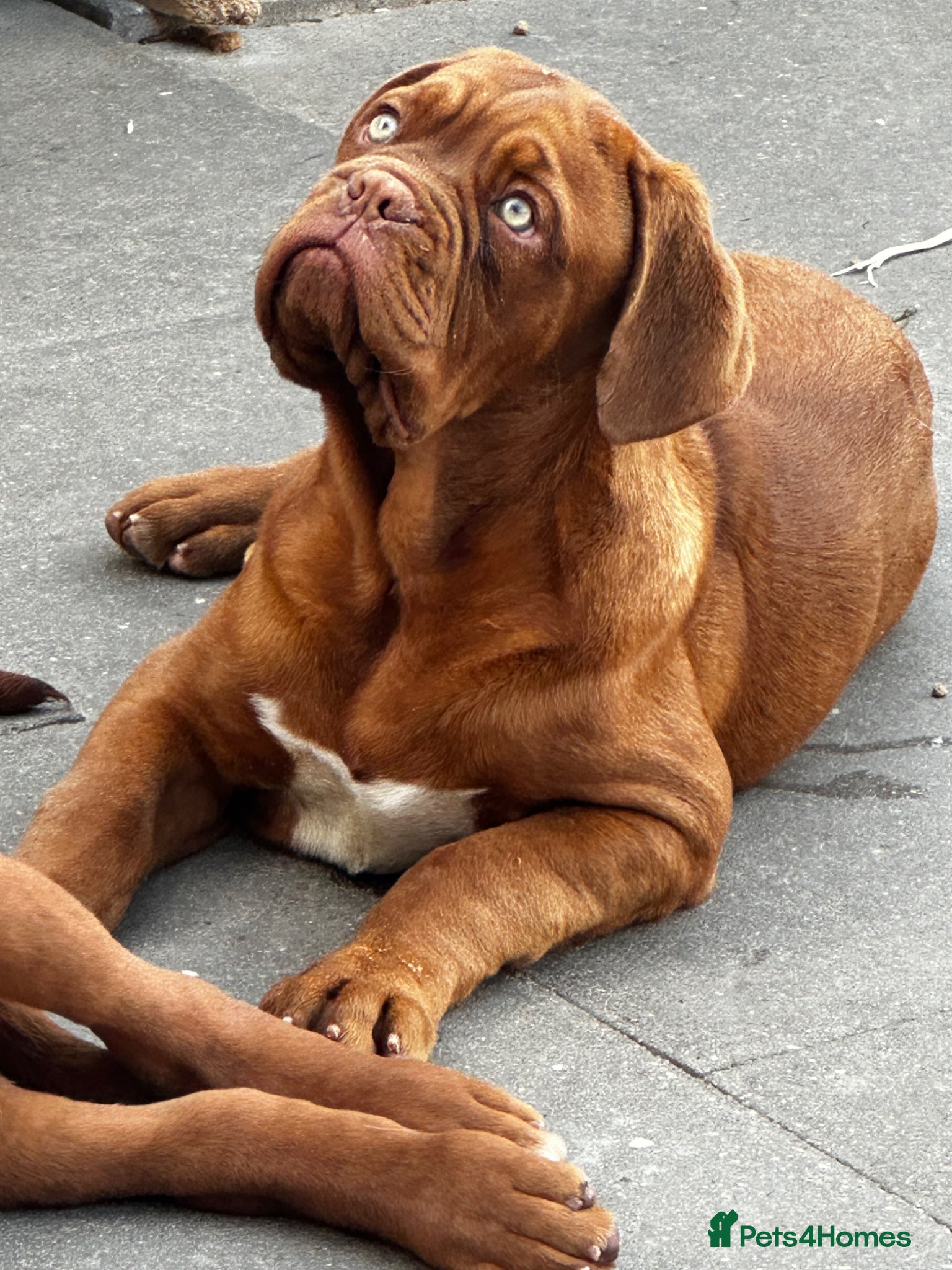 Dogue De Bordeaux dogs Show quality males available! - Advert 2