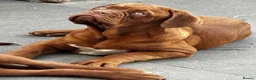 Dogue De Bordeaux dogs for sale: Show quality males available! - Advert 1
