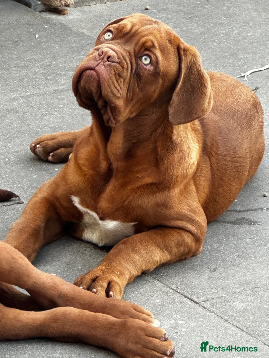 Dogue De Bordeaux dogs for sale: Show quality males available! - Advert 1