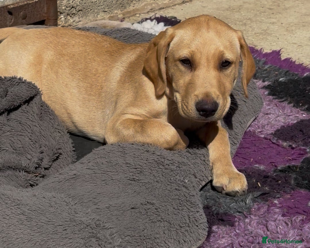 Labrador Retriever dogs for sale: Ready now!! KC Fox Red & Black Labrador Puppies - Image 32