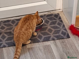 Domestic Shorthair cats Cindy - Advert 2