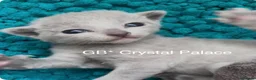 Russian Blue cats for sale: Full Pedigree American Champion Lines Russian Blue in Christchurch - Advert 14
