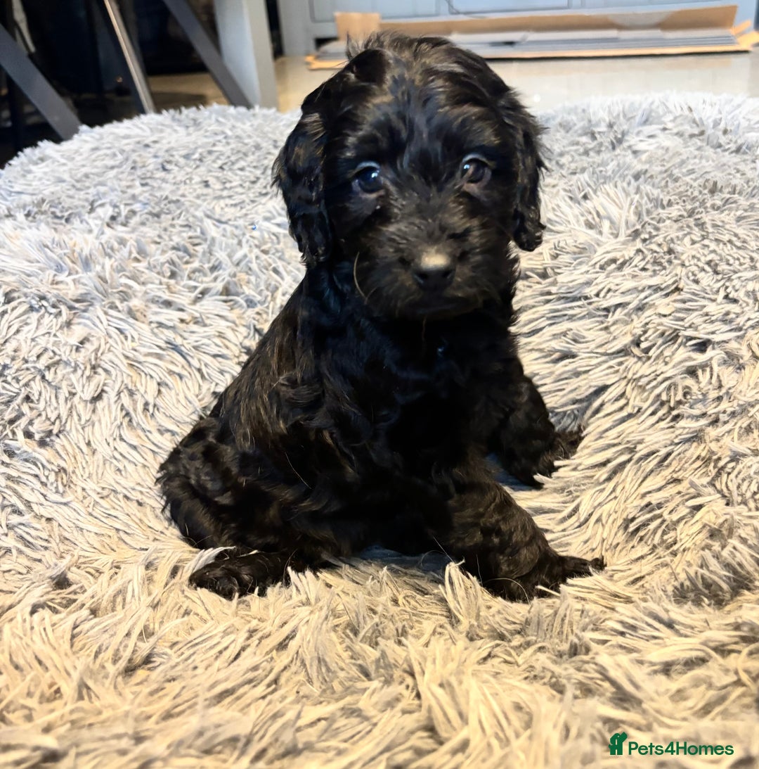 Cockapoo dogs for sale: F1 cockerpoo puppies  - Advert 25
