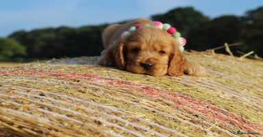 Cocker Spaniel dogs - Advert 7