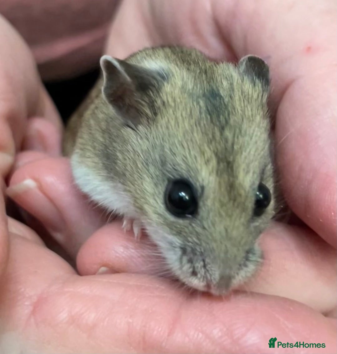 Hamster rodents for sale: Chinese female hamster from show stock - Advert 2