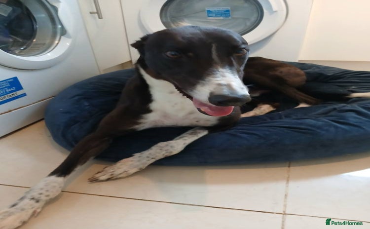 Greyhound dogs - Advert 3