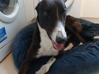 Greyhound dogs for sale - Advert 1