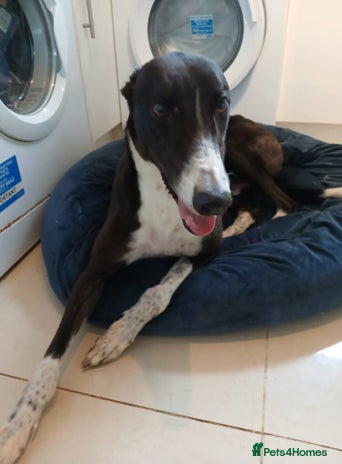 Greyhound dogs - Advert 1