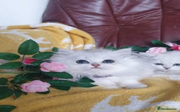 Persian cats for sale: 🌟Beautiful Pedigree Chinchilla Persian Kitten🌟 - Image 8