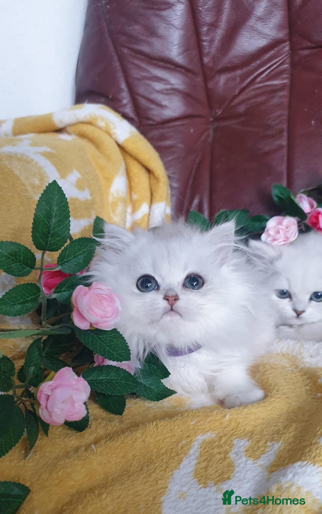 Persian cats for sale: 🌟Beautiful Pedigree Chinchilla Persian Kitten🌟 - Image 8