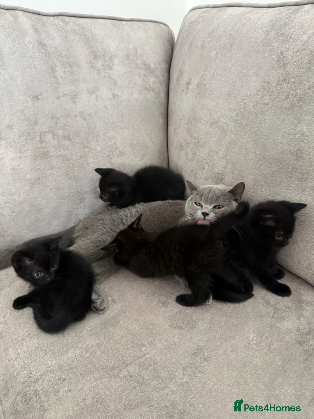 British Shorthair cats for sale: 5 beautiful mixed British shorthair  - Advert 2