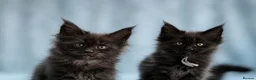 Maine Coon cats for sale: 🔥Black & Smoke Maine Coon Kittens🔥 - Advert 15