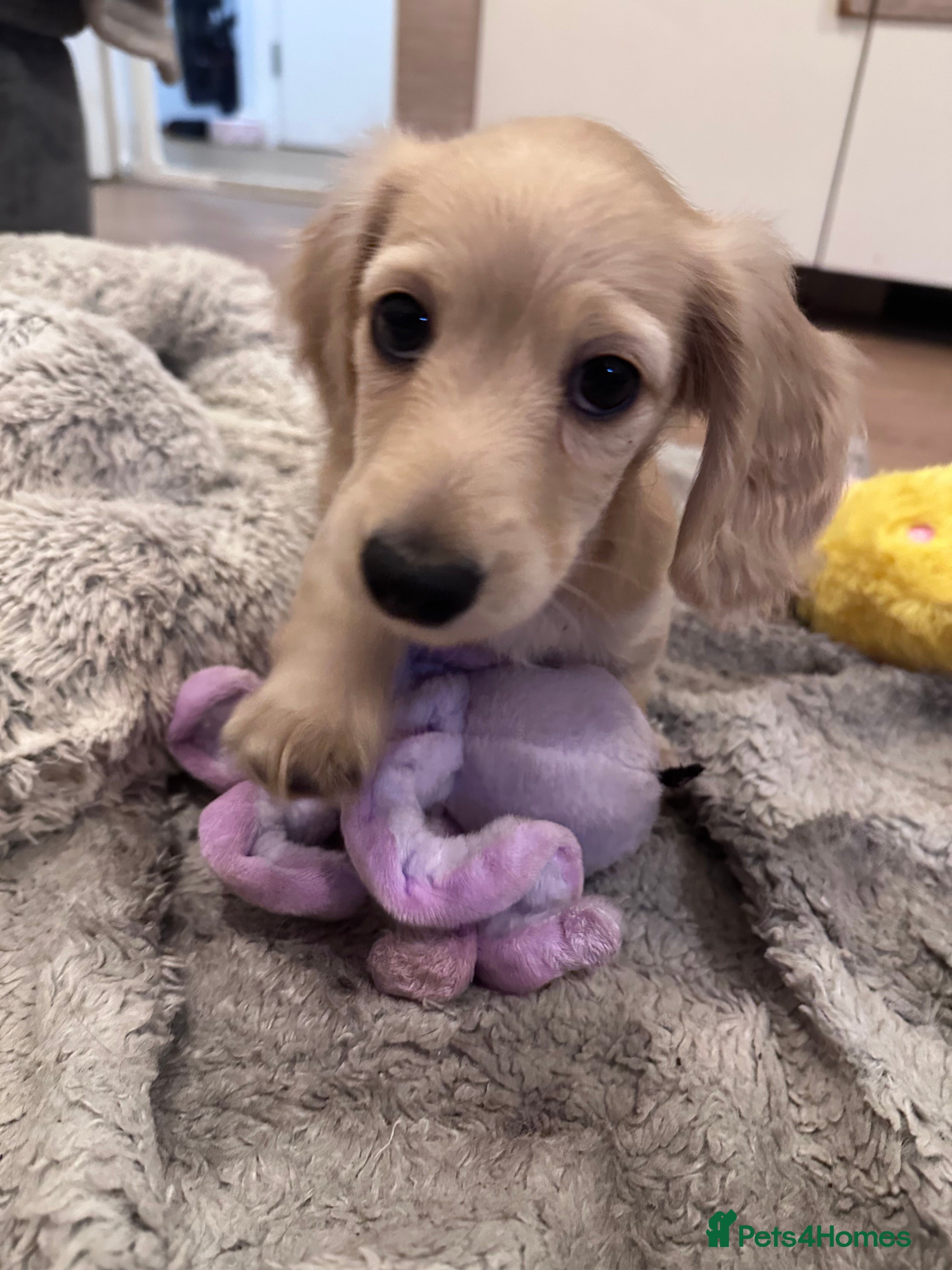 Miniature Dachshund dogs for sale: Miniature long haired dachshunds  - Advert 14