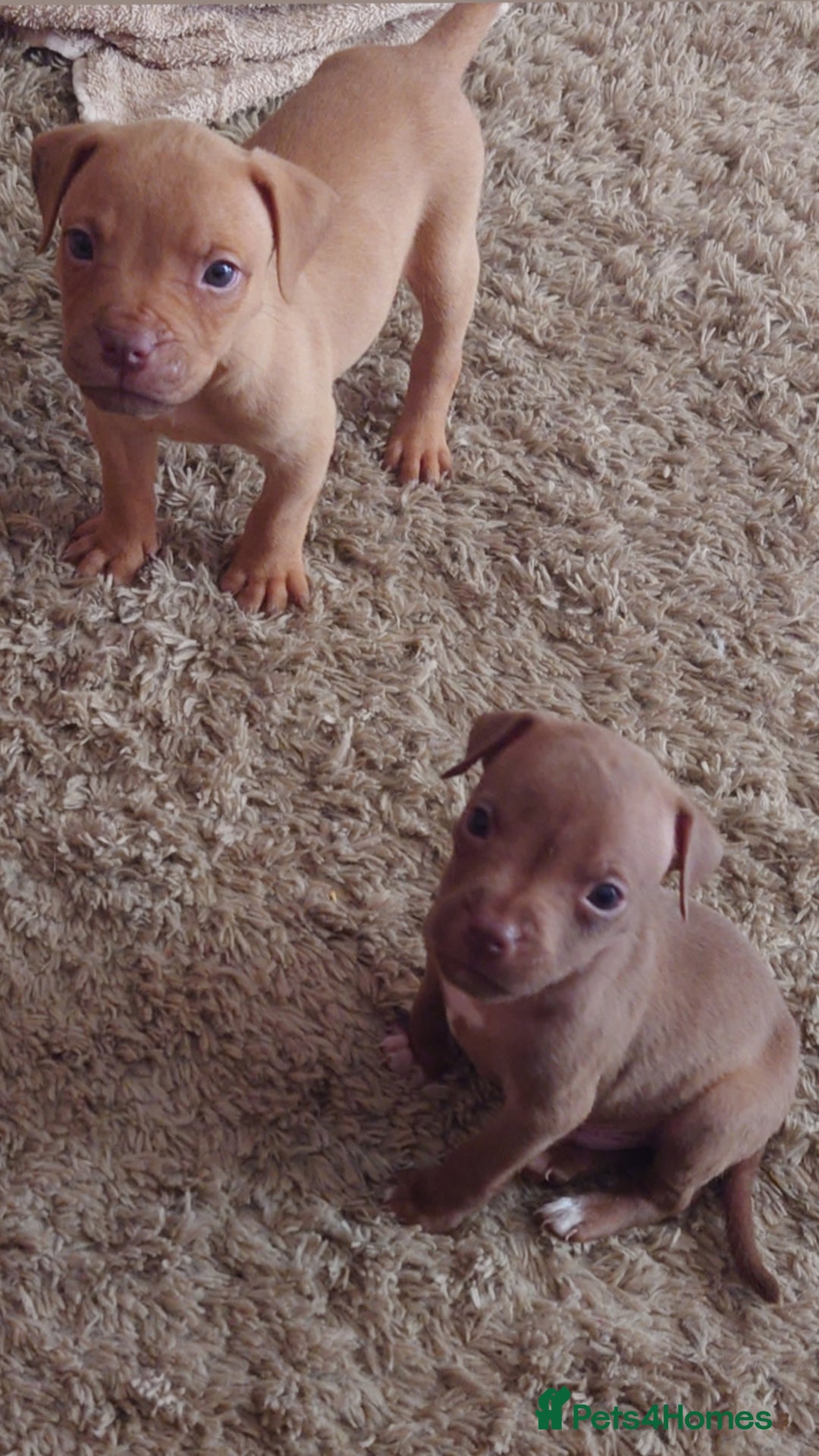 American Bull Staffy dogs for sale: Beautiful Amstaffs looking for forever homes 🥰 - Image 14