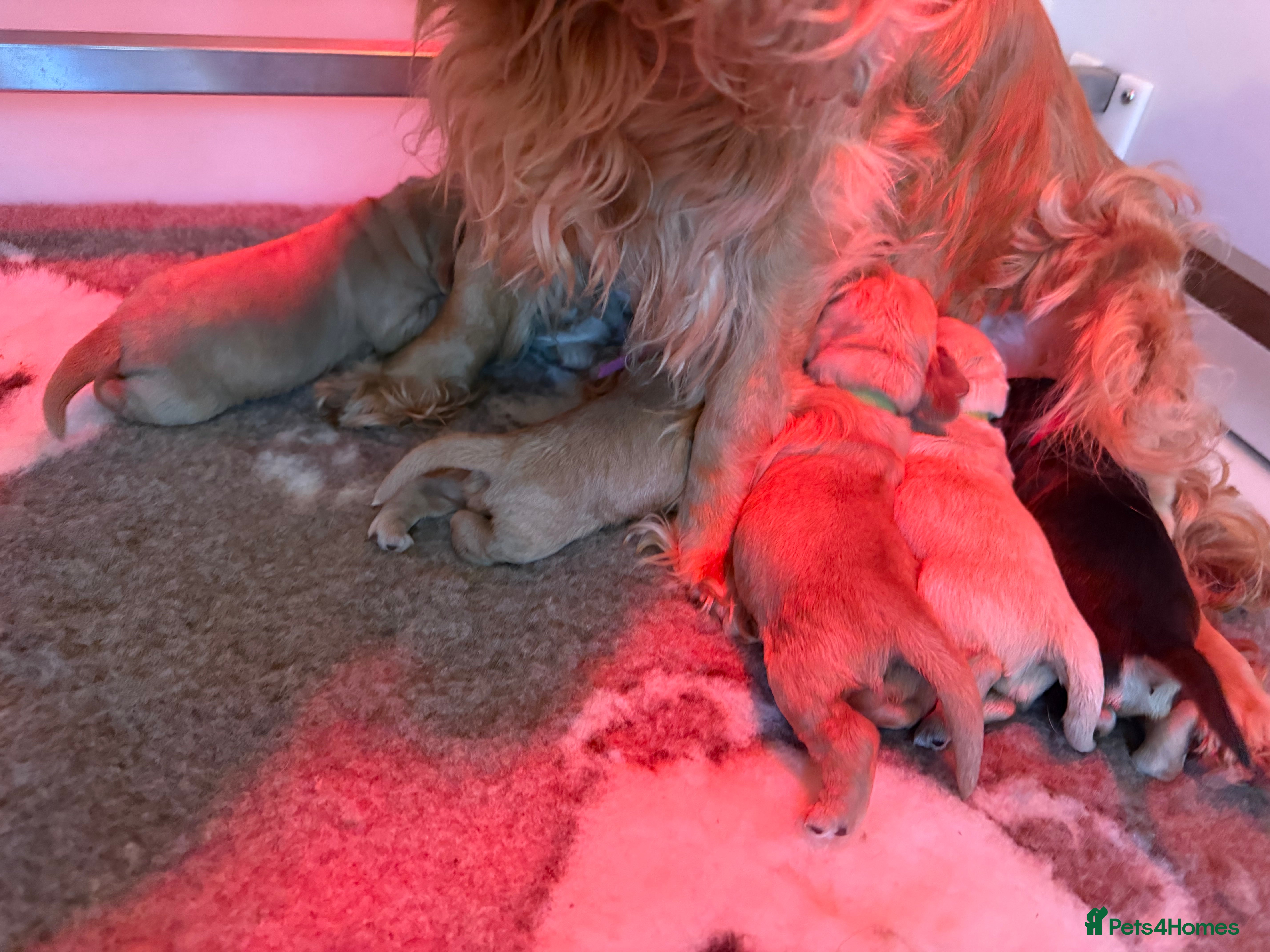 Cocker Spaniel dogs SHOW COCKER SPANIEL PUPPIES - FULLY HEALTH TESTED  - Advert 2