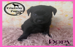 Labrador Retriever dogs for sale: 🖤 Dolly the Black Labrador Girl 🖤 in Market Rasen - Image 9