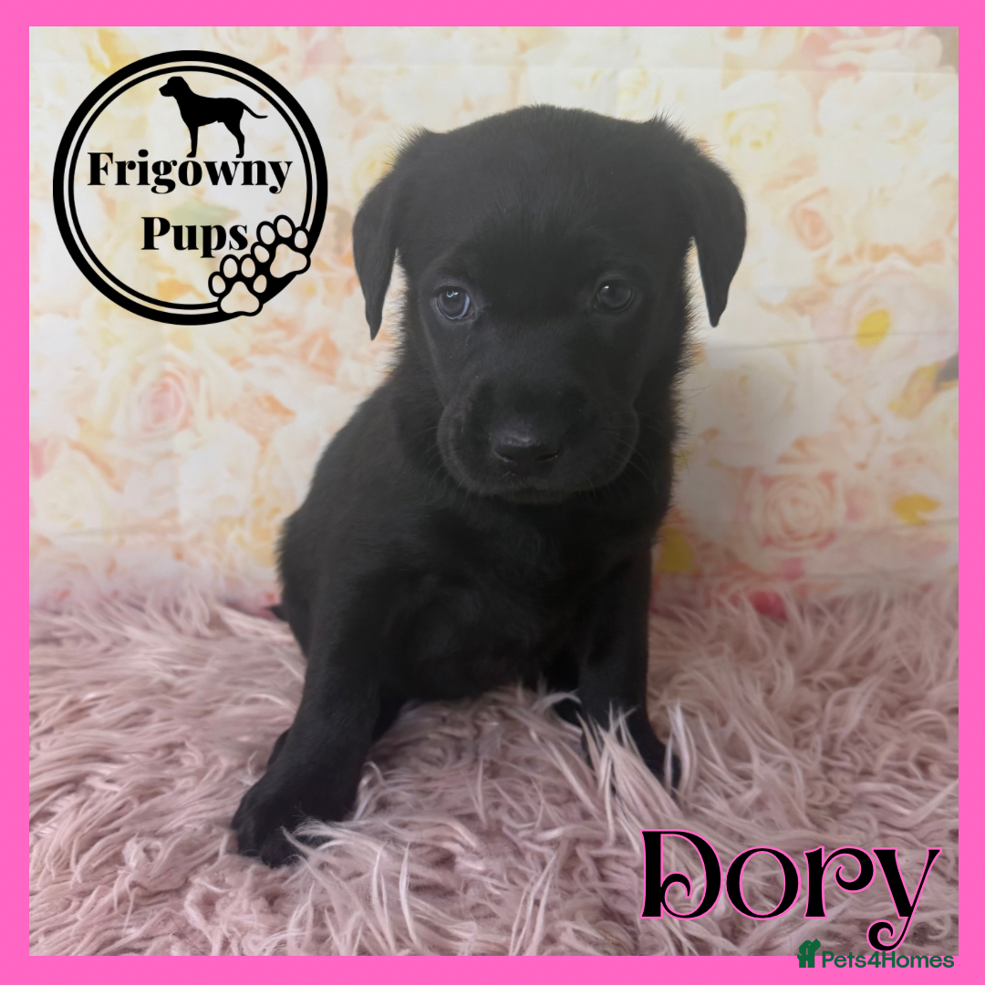 Labrador Retriever dogs for sale: 🖤 Dolly the Black Labrador Girl 🖤 in Market Rasen - Image 9