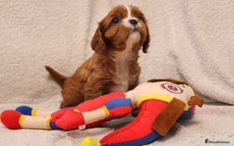 Cavalier King Charles Spaniel dogs for sale: Beautiful Cavalier king charles spaniel puppies - Image 5