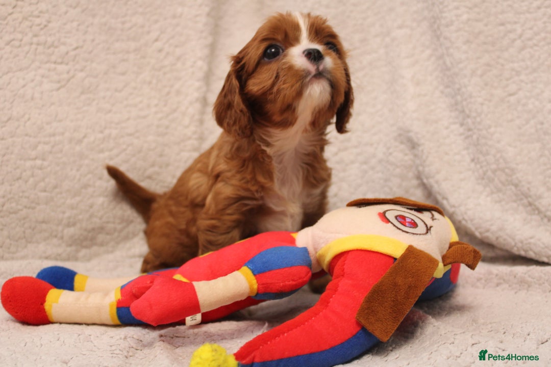 Cavalier King Charles Spaniel dogs for sale: Beautiful Cavalier king charles spaniel puppies - Image 5