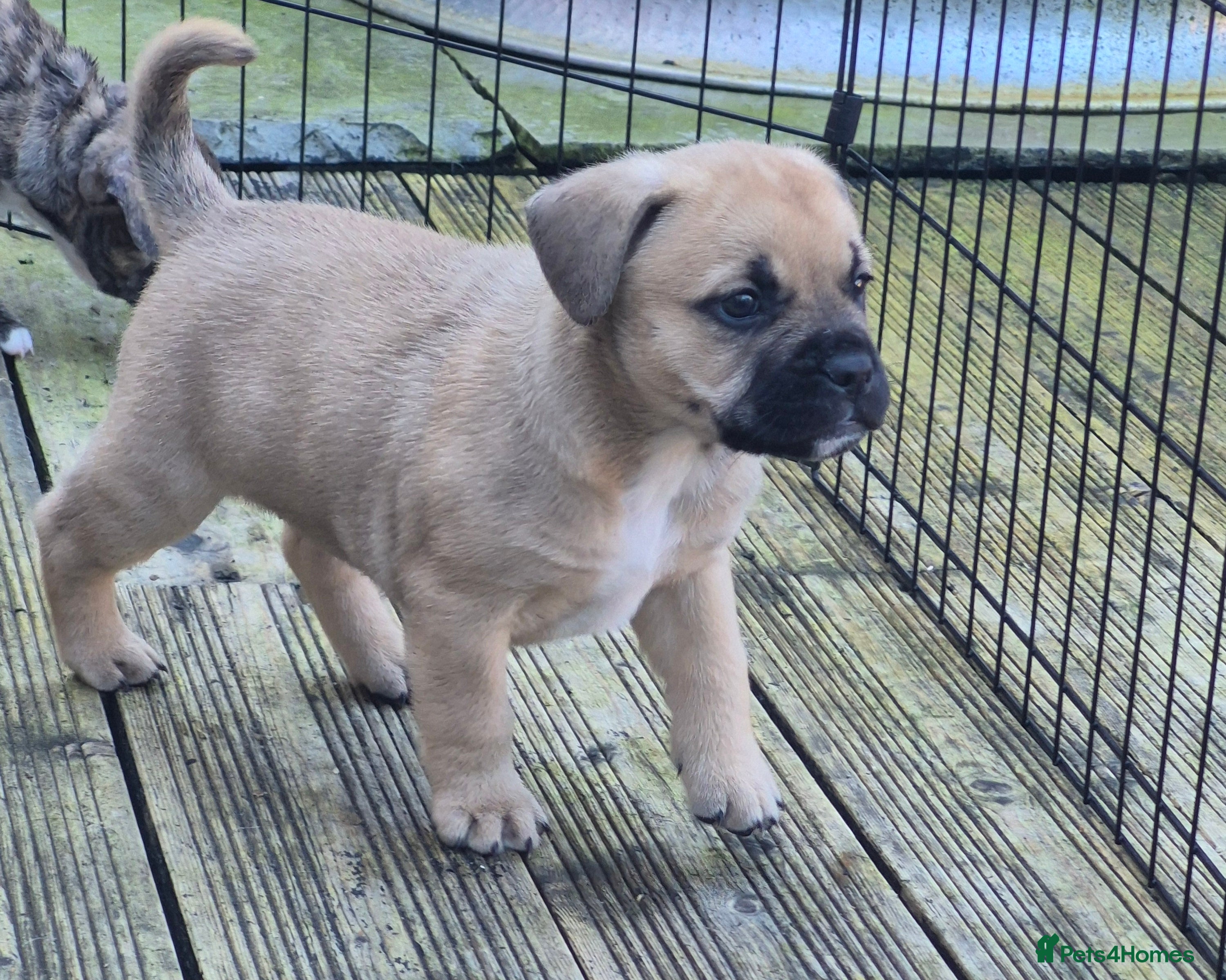 Mixed Breed dogs Mastiff cross french bulldog puppies  - Advert 22